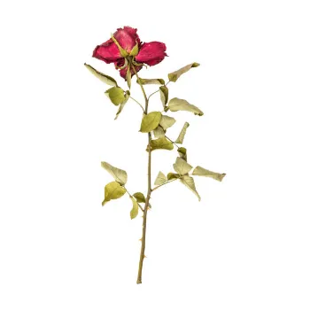 Dried Rose Leaves